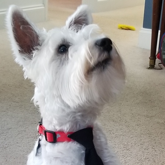 Meet your Posher, George - Picture 1 of 1